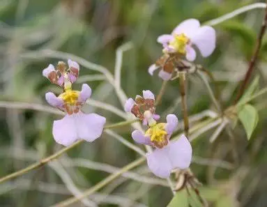 Tantsukäpp (Tolumnia hawksoniana)