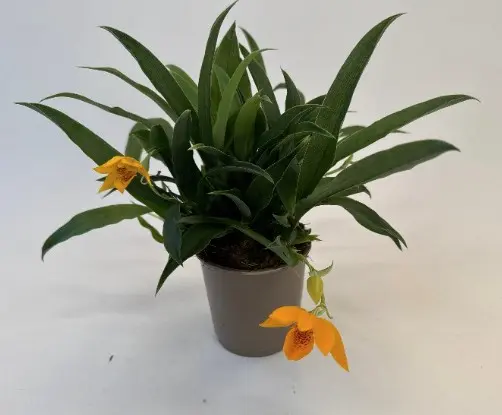 Templikäpp (Promenea Orange)