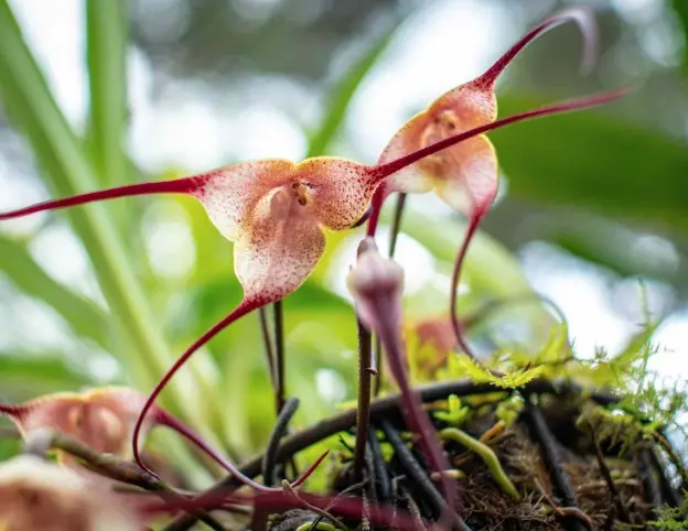 Tondipale (Dracula ssp H)