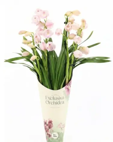 Tsümbiidium ''Exclusiva Orchideal' mix 4v P12