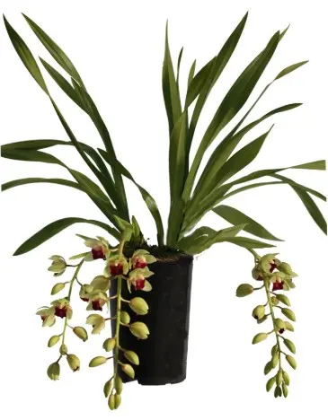 Tsümbiidium 'Jaina' 3-4v P14/60cm