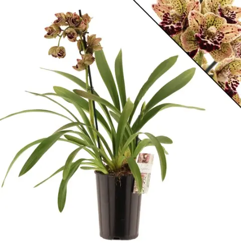 Tsümbiidium 'Magic Vogel' 3v P14/60cm