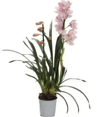 Tsümbiidium 'Pink Bell' 5v P14
