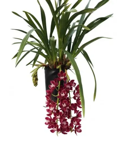 Tsümbiidium 'Prem' 2v P14/60cm