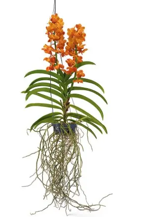 Vanda 'Asc. Magic Orange'