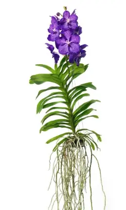 Vanda 'Blue Magic'
