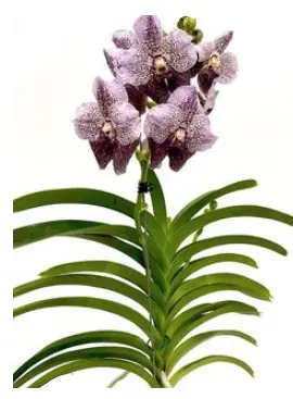 Vanda 'Divana Antique Mauwe Plum'