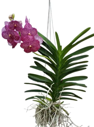 Vanda 'Fire Brick'