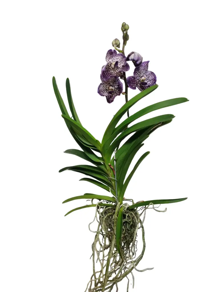Vanda 'Jeff' purple  