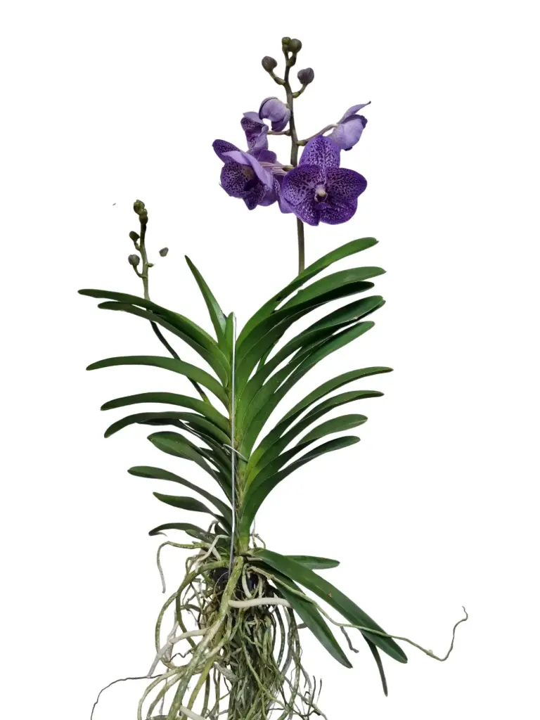 Vanda 'Lavender Sprinkle'  