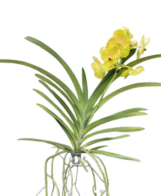 Vanda 'Lemon Gold'