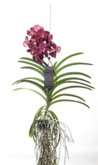 Vanda 'Leopard Coral'  