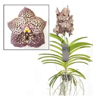 Vanda 'Ocelot Mocha' 