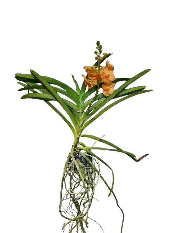 Vanda 'Orange Princess' 