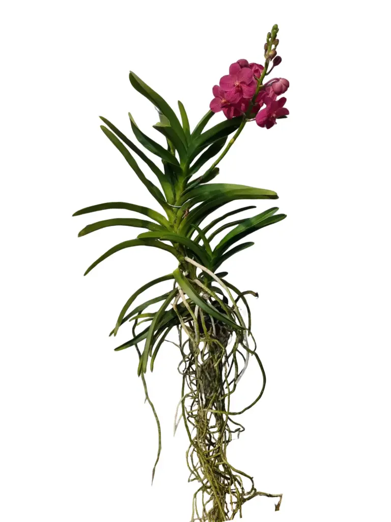 Vanda 'Red Magic' 