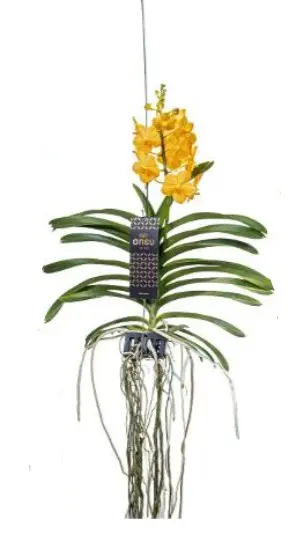 Vanda 'SeaShell' 