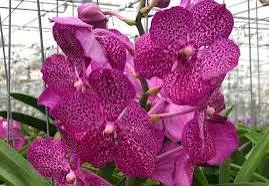 Vanda 'Straight Flush'