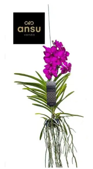 Vanda 'Tayanee Cerise' 