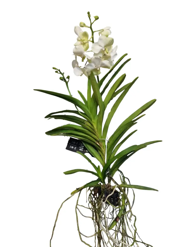 Vanda 'Tayanee white' 