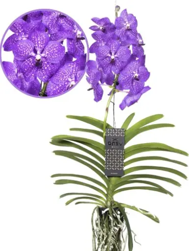 Vanda 'Violet Blue XL' 