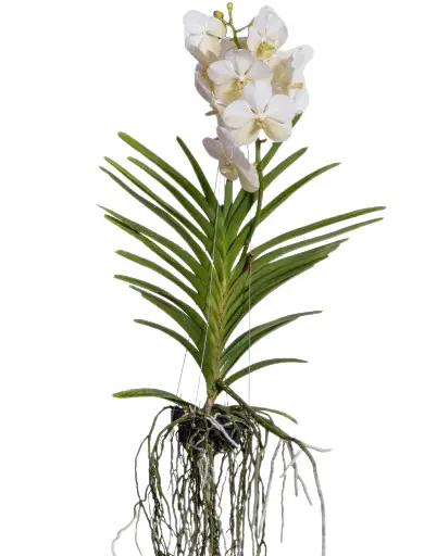 Vanda Ansu 'Diamond White'  