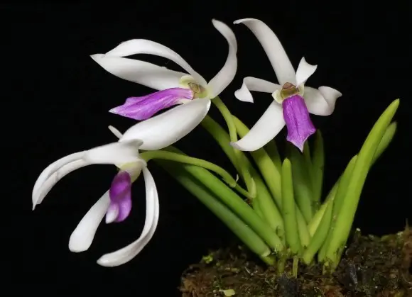 Vanilliõrnik (Leptotes bicolor)