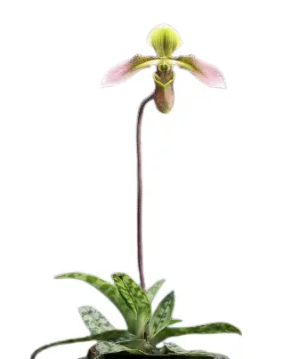 Veenuseking (Paphiopedilum) 'Appletonianum hainanense' 1v