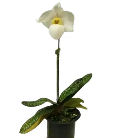 Veenuseking (Paphiopedilum) 'Armeni White'
