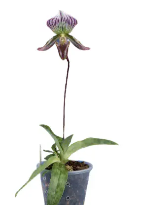 Veenuseking (Paphiopedilum) 'Barbatum nigritum' 