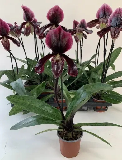 Veenuseking (Paphiopedilum) 'Bingleyense' 1v P11/35cm