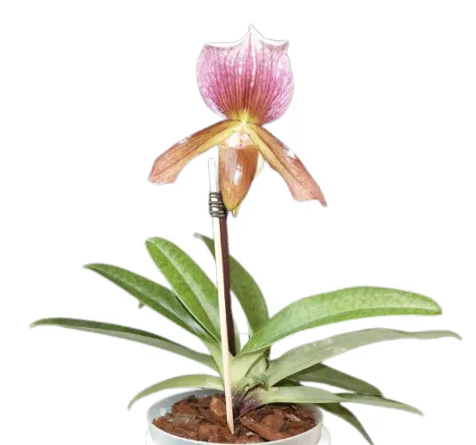 Veenuseking (Paphiopedilum) 'Charlesworthii x Maudiae coloratum'