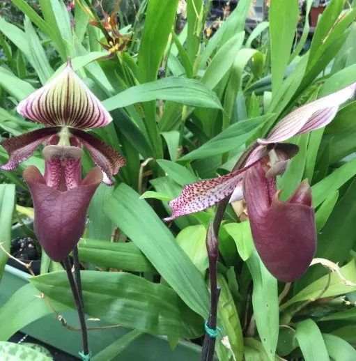 Veenuseking (Paphiopedilum) 'Curtisii x Gowerianum'