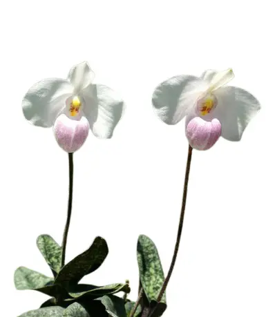 Veenuseking (Paphiopedilum) 'Delenatii'