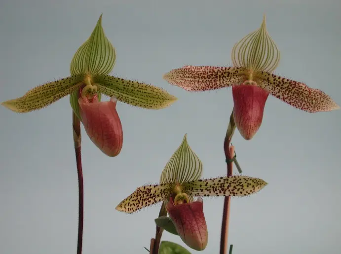 Veenuseking (Paphiopedilum) 'Dr Hans-Georg Preissl' 1v