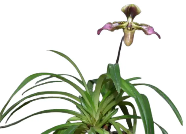 Veenuseking (Paphiopedilum) 'Esquirolei Hybr'2v
