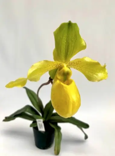 Veenuseking (Paphiopedilum) 'Golddollar'