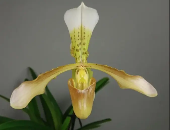 Veenuseking (Paphiopedilum) 'Goliath x haynaldyanum' 1v P11/40cm