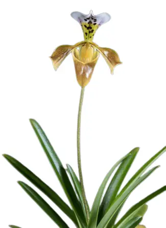 Veenuseking (Paphiopedilum) 'Gratrixianum Christensianum'