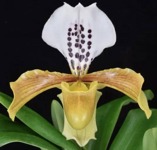 Veenuseking (Paphiopedilum) 'Gratrixianum Daoense'