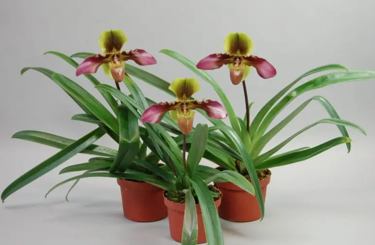 Veenuseking (Paphiopedilum) 'Hans Strahl Hybride'