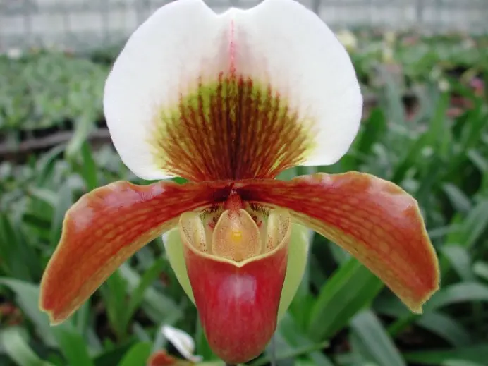 Veenuseking (Paphiopedilum) 'Harbur Comet' 1v P11/45cm