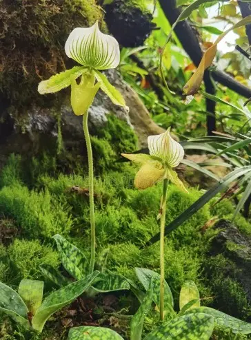 Veenuseking (Paphiopedilum) 'Hennissianum'