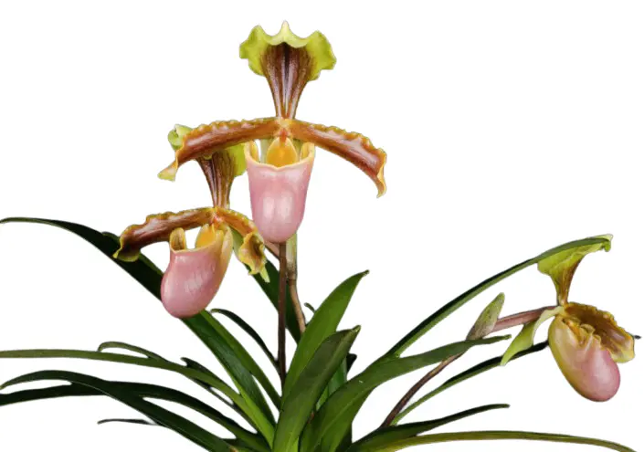 Veenuseking (Paphiopedilum) 'Hermannii'