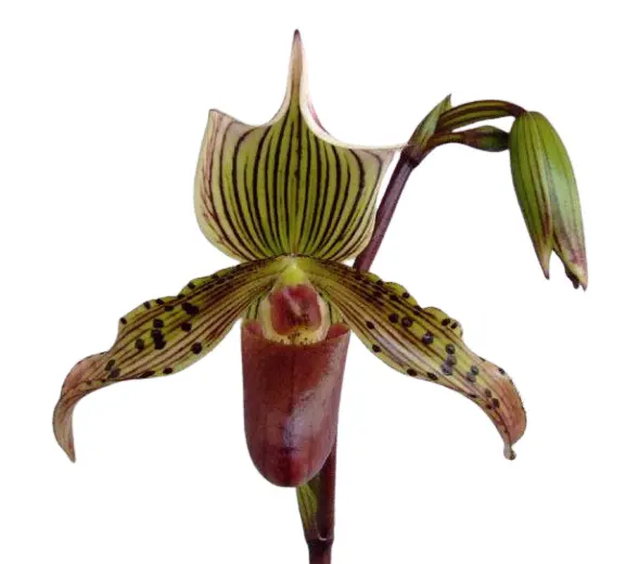 Veenuseking (Paphiopedilum) 'I'Ansonii'