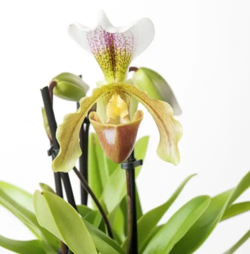 Veenuseking (Paphiopedilum) 'Leeanum Sitta' 1v