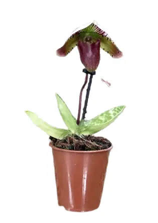 Veenuseking (Paphiopedilum) 'Maudiae coloratum' 1c P11/45cm