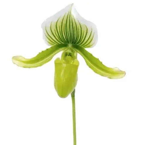 Veenuseking (Paphiopedilum) 'Maudiae x holdenii x Supers' 1v P11/40cm