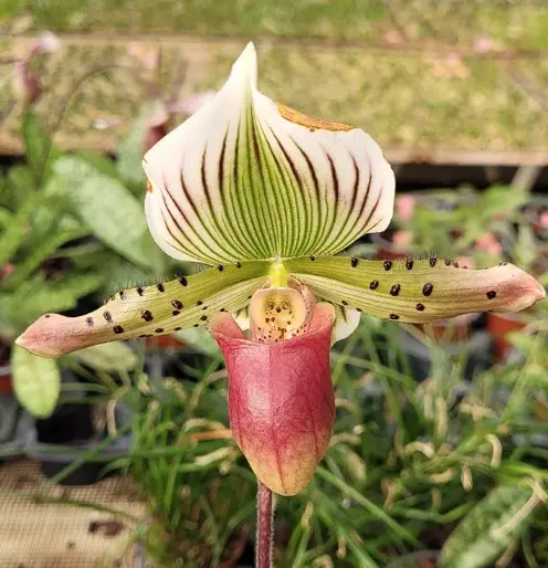 Veenuseking (Paphiopedilum) 'Mem Gary Baker'