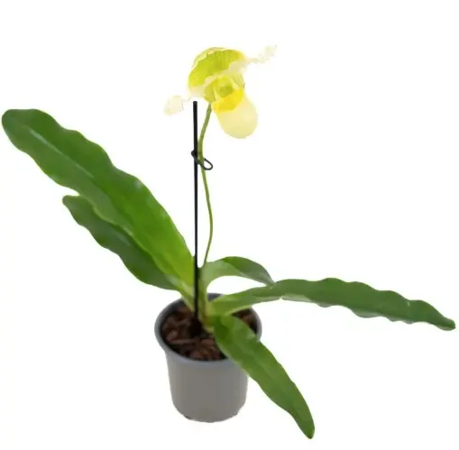 Veenuseking (Paphiopedilum) 'Pinocchio Yellow' 1v P9/35cm