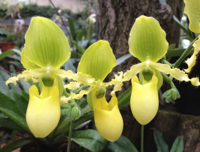 Veenuseking (Paphiopedilum) 'Primulinum'